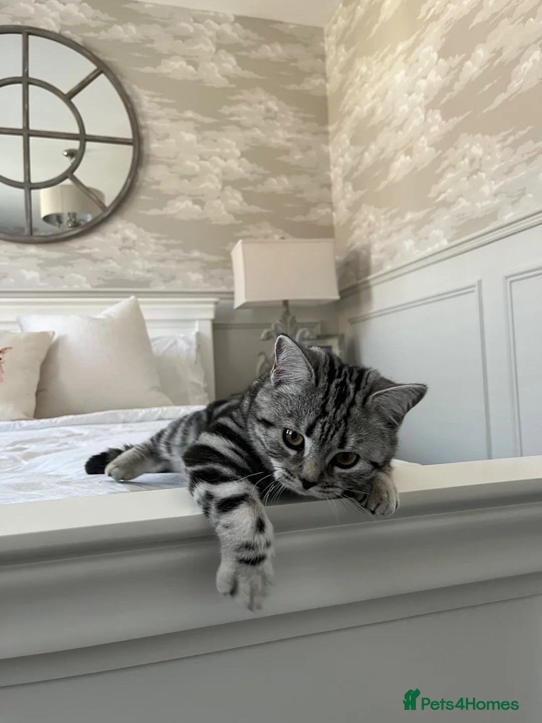 British Shorthair cats for sale: Silver Tabby British Shorthair  in Beverley - Advert 1