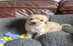 Cockapoo dogs for sale: cockapoo puppies  - Image 19