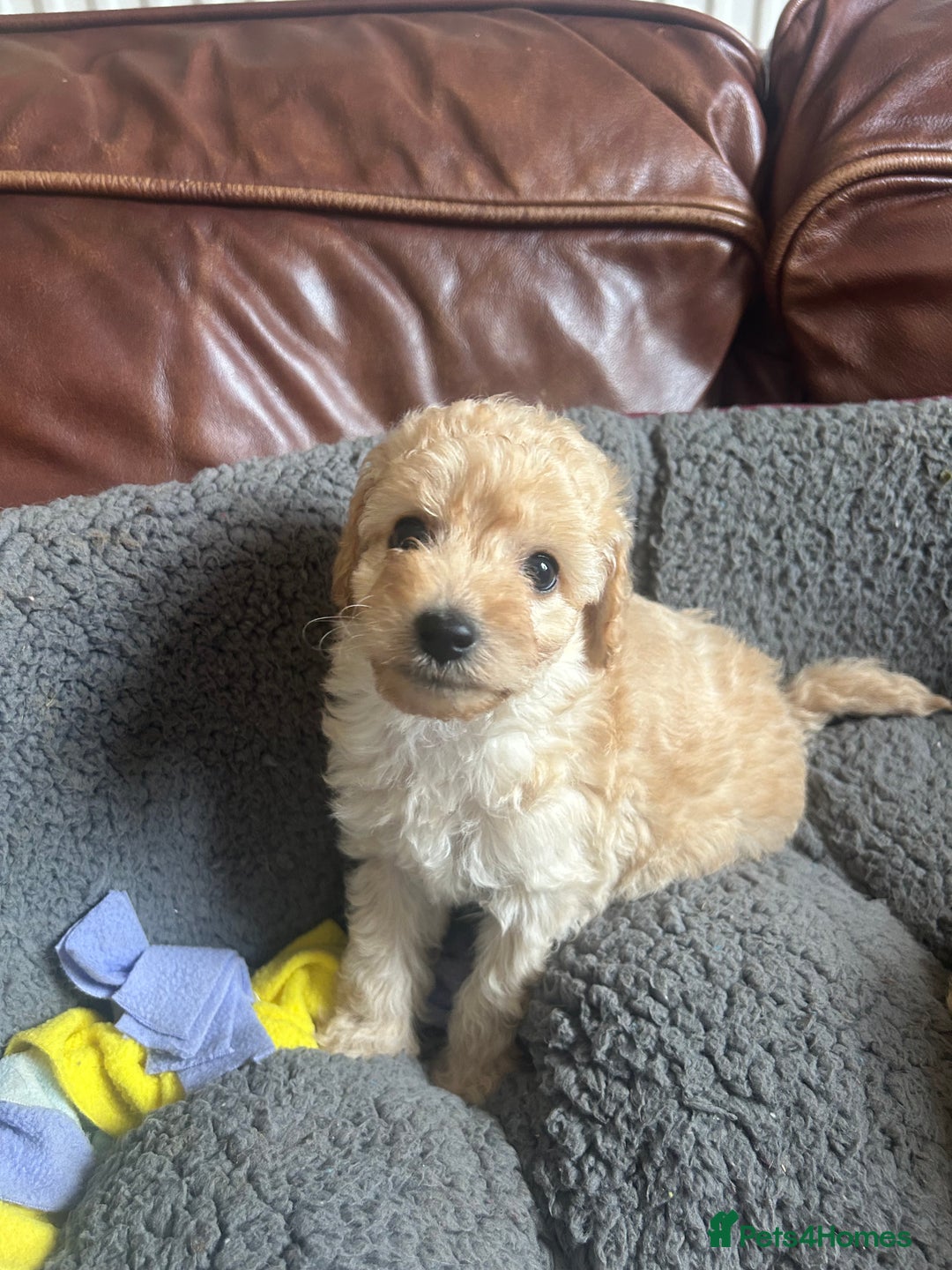 Cockapoo dogs for sale: cockapoo puppies  - Image 19