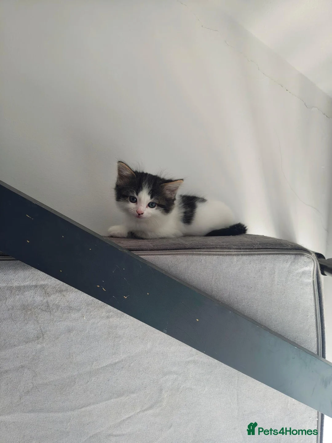 Mixed Breed cats for sale: Lovely kittens for a good home in Durham - Advert 4