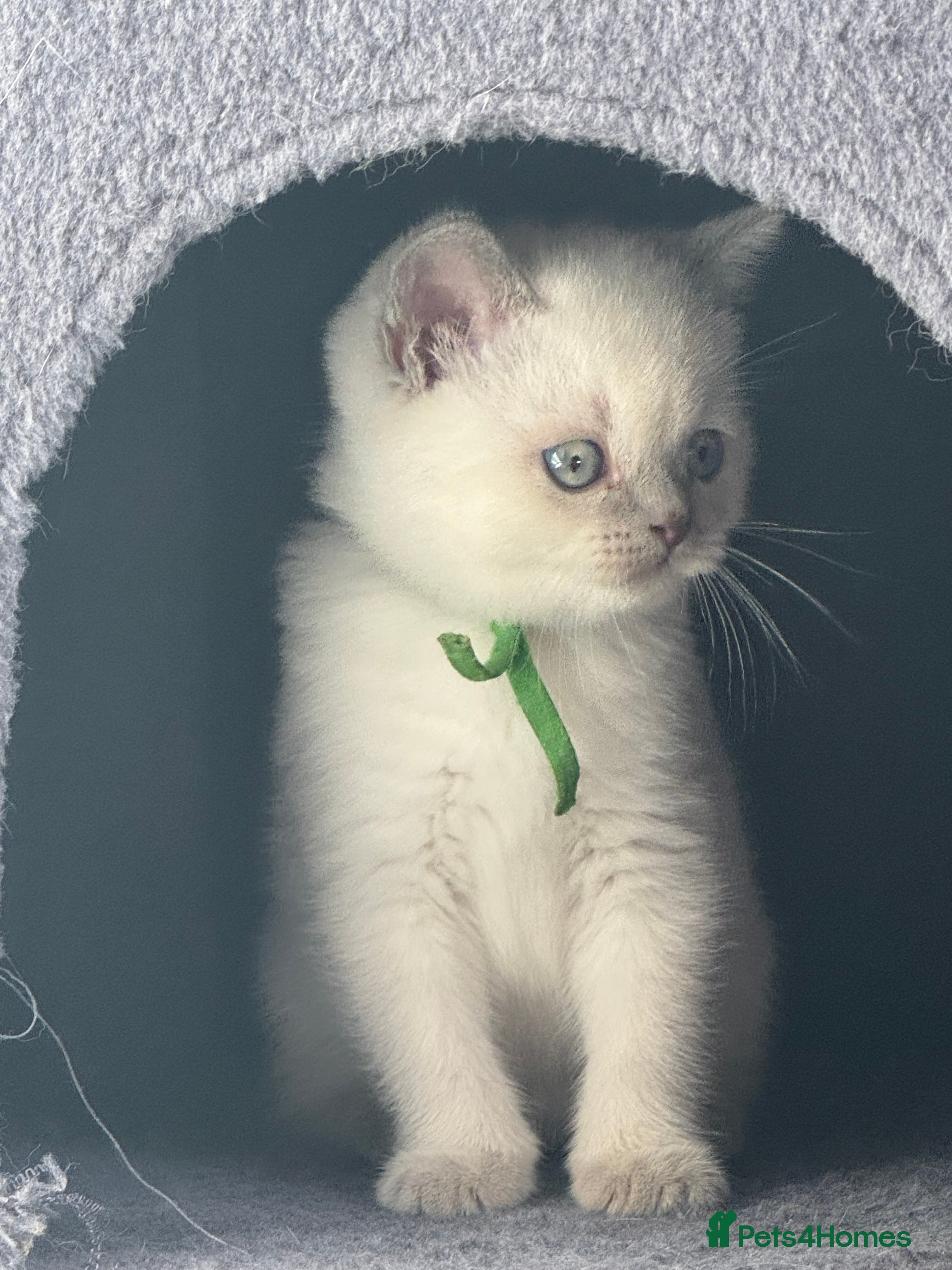 British Shorthair cats for sale: Gorgeous GCCF colourpoints  - Advert 2
