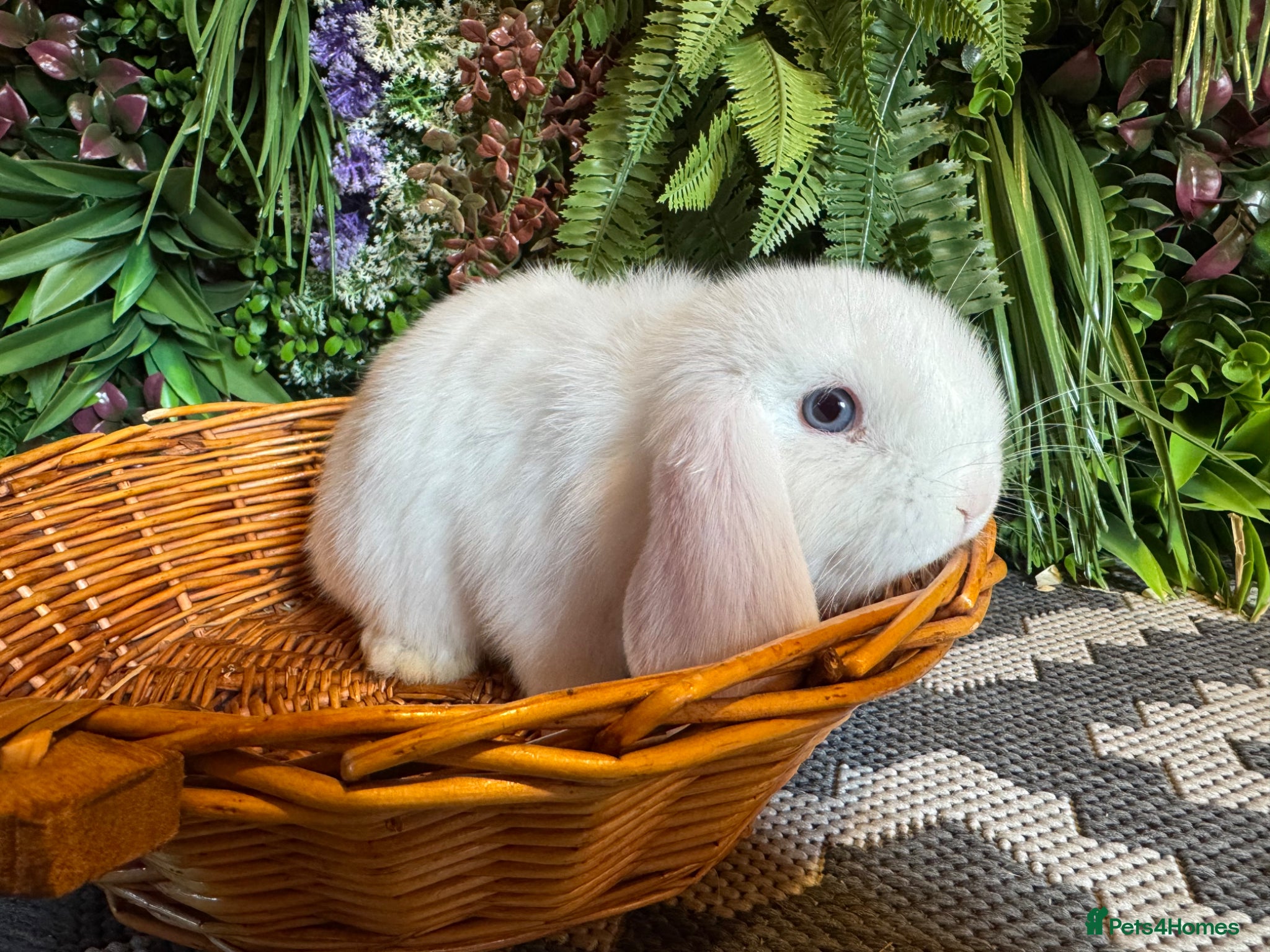 Mini Lop rabbits Mini lops ready to go  - Advert 1