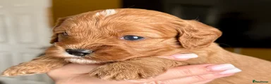 Cavapoo Puppy 3 pink collar female