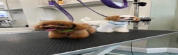 Toy Poodle dogs for stud: ASIAN TOY POODLE- TEDDYCUP  - Advert 4