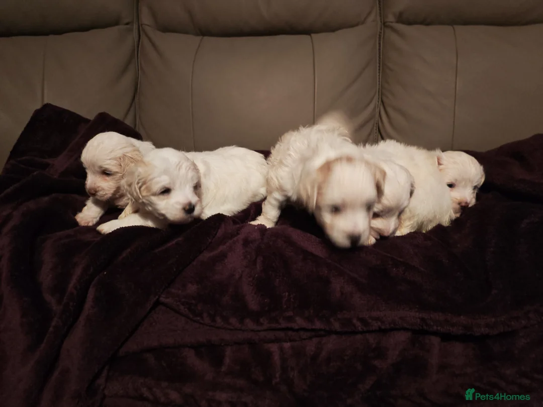 Mixed Breed dogs for sale: Maltipoo x Coton de Tulear Puppies – 5 Males - Advert 11