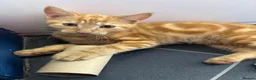Mixed Breed cats for sale: 6 beautiful kittens  in Nottingham - Advert 15