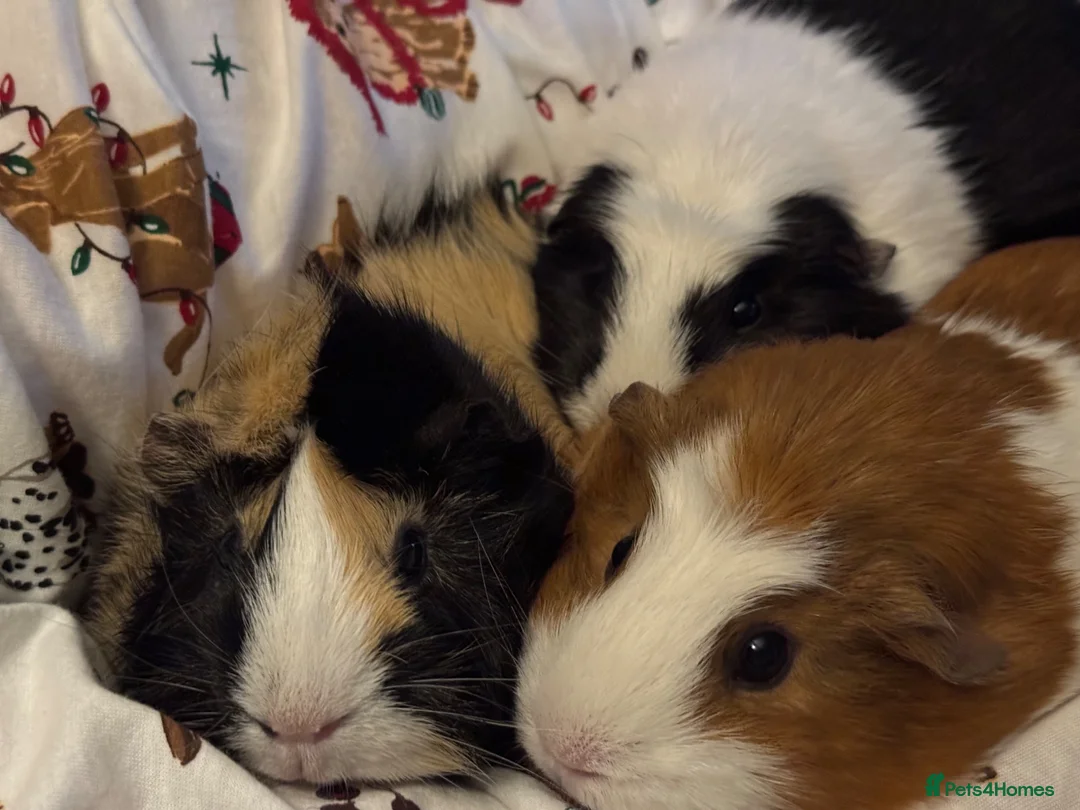 Guinea Pig rodents for sale: 3 females  - Advert 2