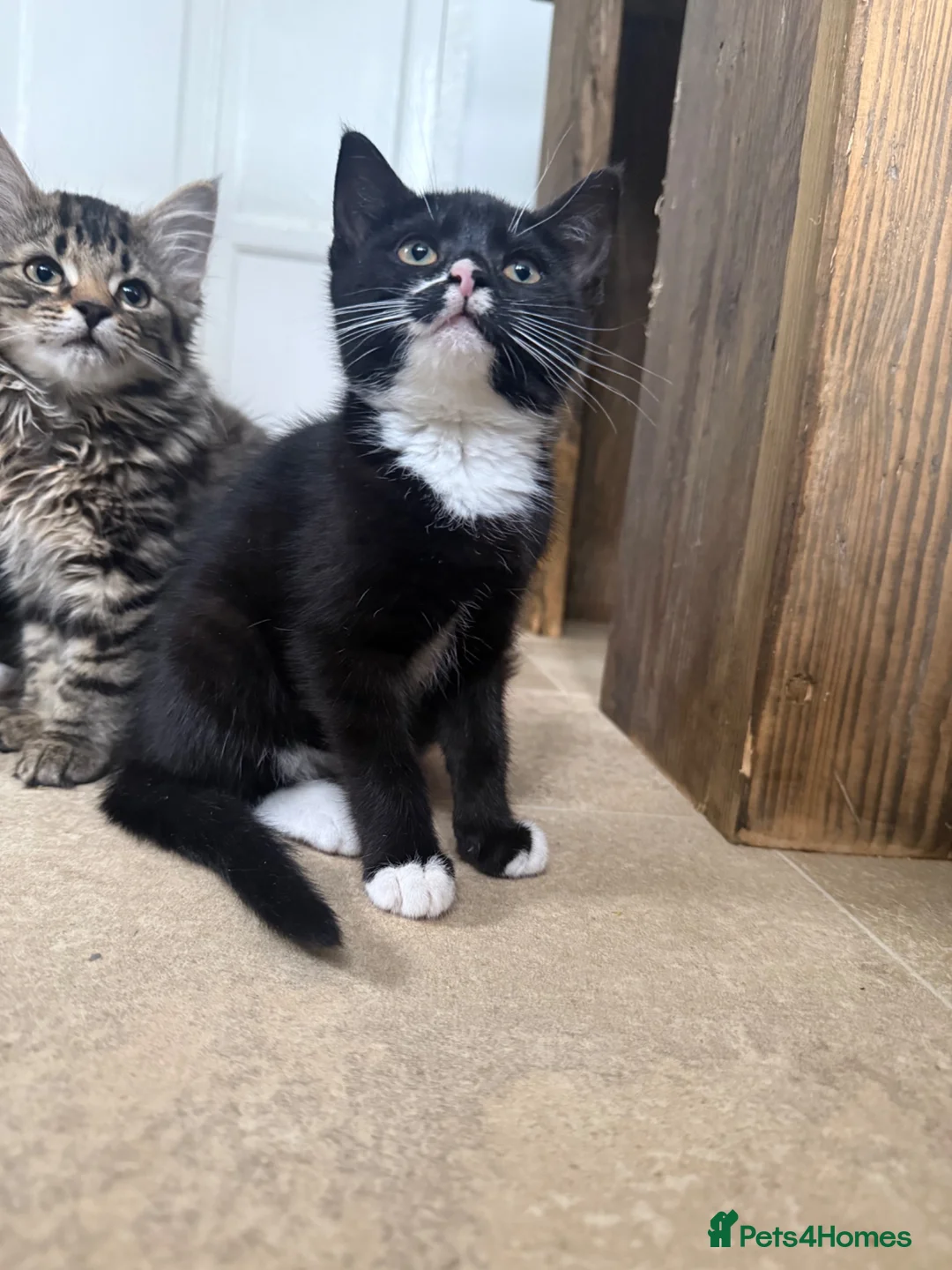 Mixed Breed cats for sale: 2 adorable kittens, one male, one female  - Advert 8