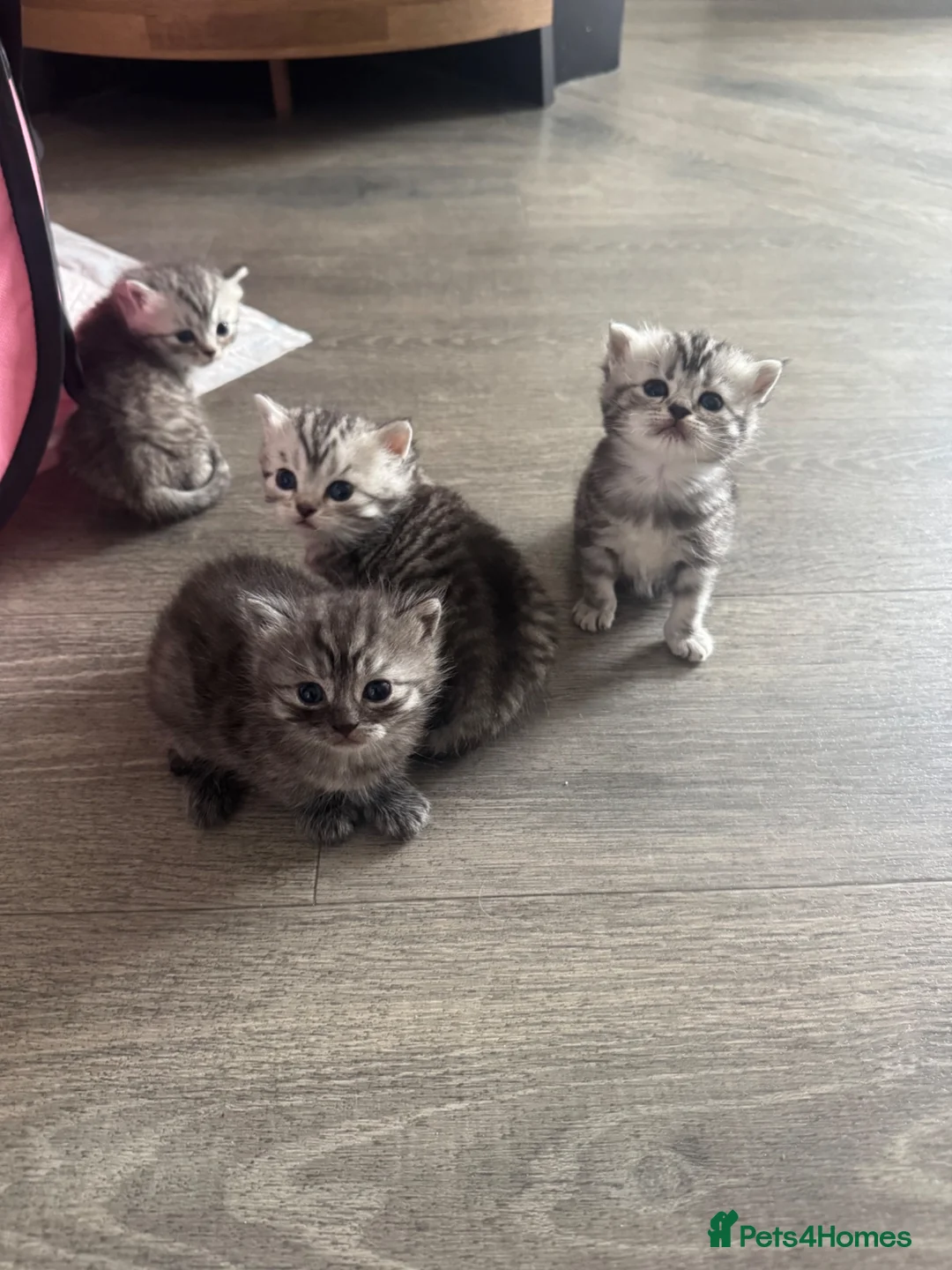 Persian cats for sale: Persian Chinchilla Cross Kittens - Advert 2