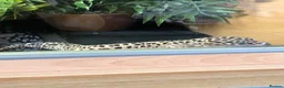 Gecko reptiles for sale: Leopard gecko  in Stafford - Advert 5