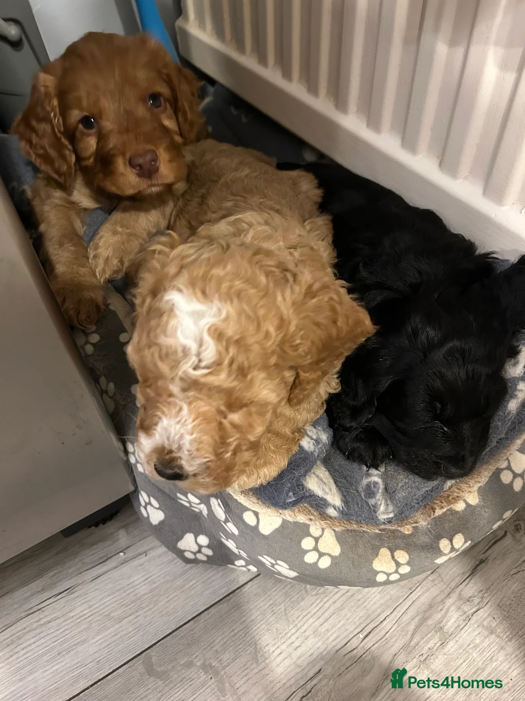 Cockapoo dogs for sale: Cockapoo puppies - Advert 2