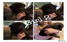 Mixed Breed dogs for sale: (REDUCED 2 LEFT) Stunning Shepkita puppies  - Image 5