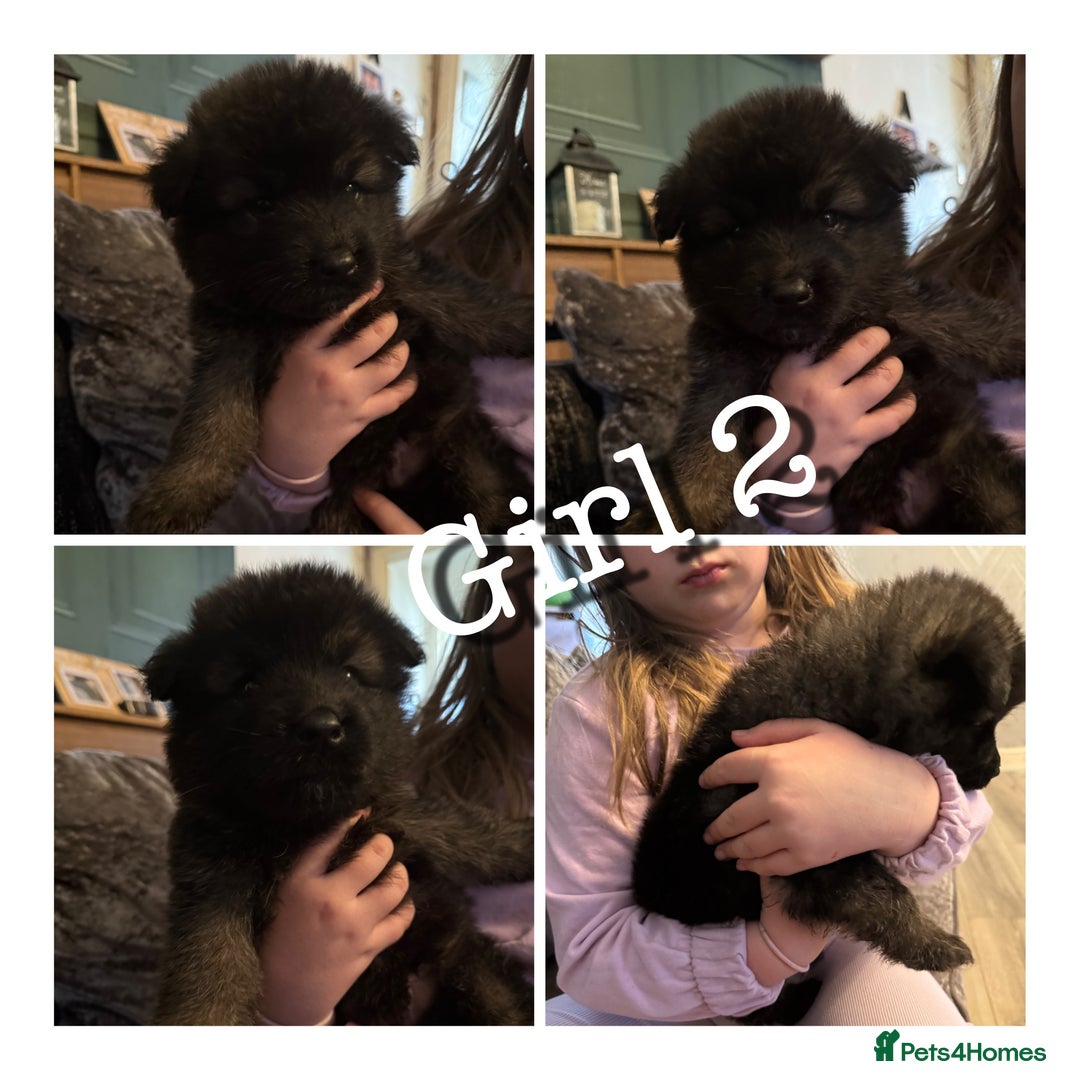 Mixed Breed dogs for sale: (REDUCED 2 LEFT) Stunning Shepkita puppies  - Image 5