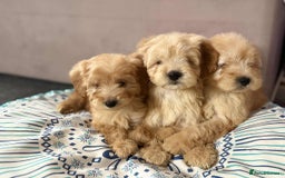Cockapoo dogs for sale: Outstanding puppies  - Image 10