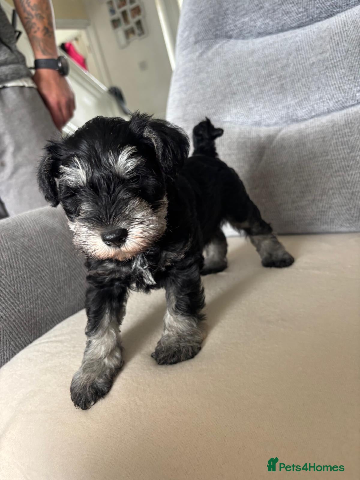 Miniature Schnauzer Puppy 4