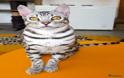Bengal cats for sale: Exceptional Silver Rosetted Boy Available  - Advert 19