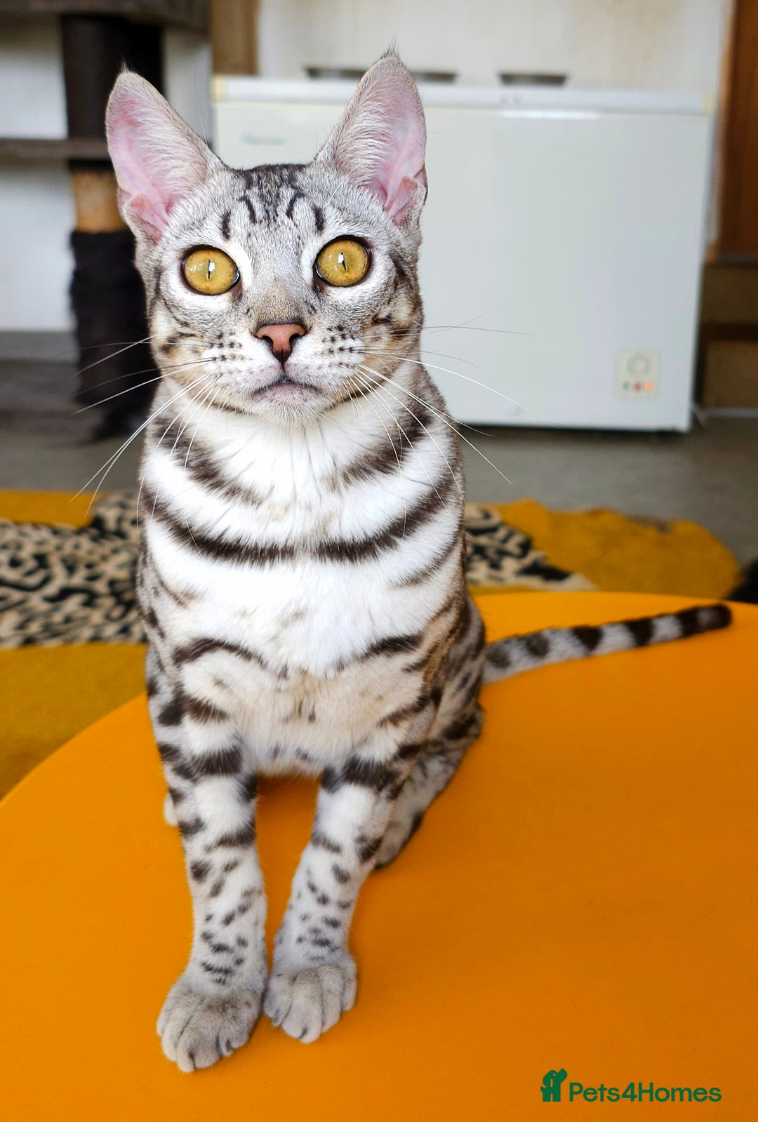 Bengal cats for sale: Exceptional Silver Rosetted Boy Available  - Advert 19