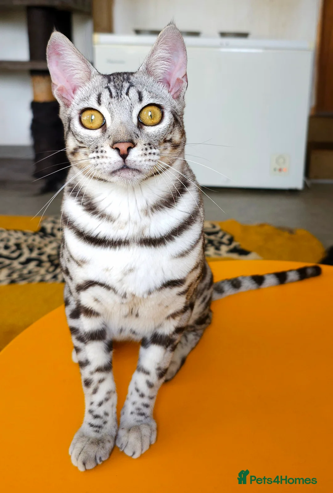 Bengal cats for sale: Exceptional Silver Rosetted Boy Available  - Advert 19