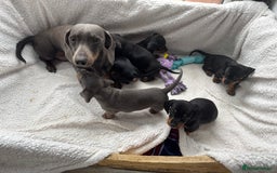 Miniature Dachshund dogs for sale: Last boy and girl  - Image 3