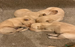 Labrador Retriever dogs for sale: Beautiful Labrador puppies for forever homes  - Image 6