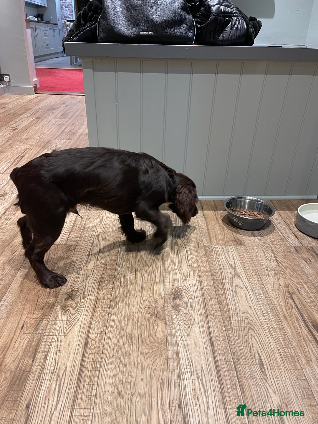 Cocker Spaniel dogs for sale: Gorgeous cocker spaniel  - Advert 12