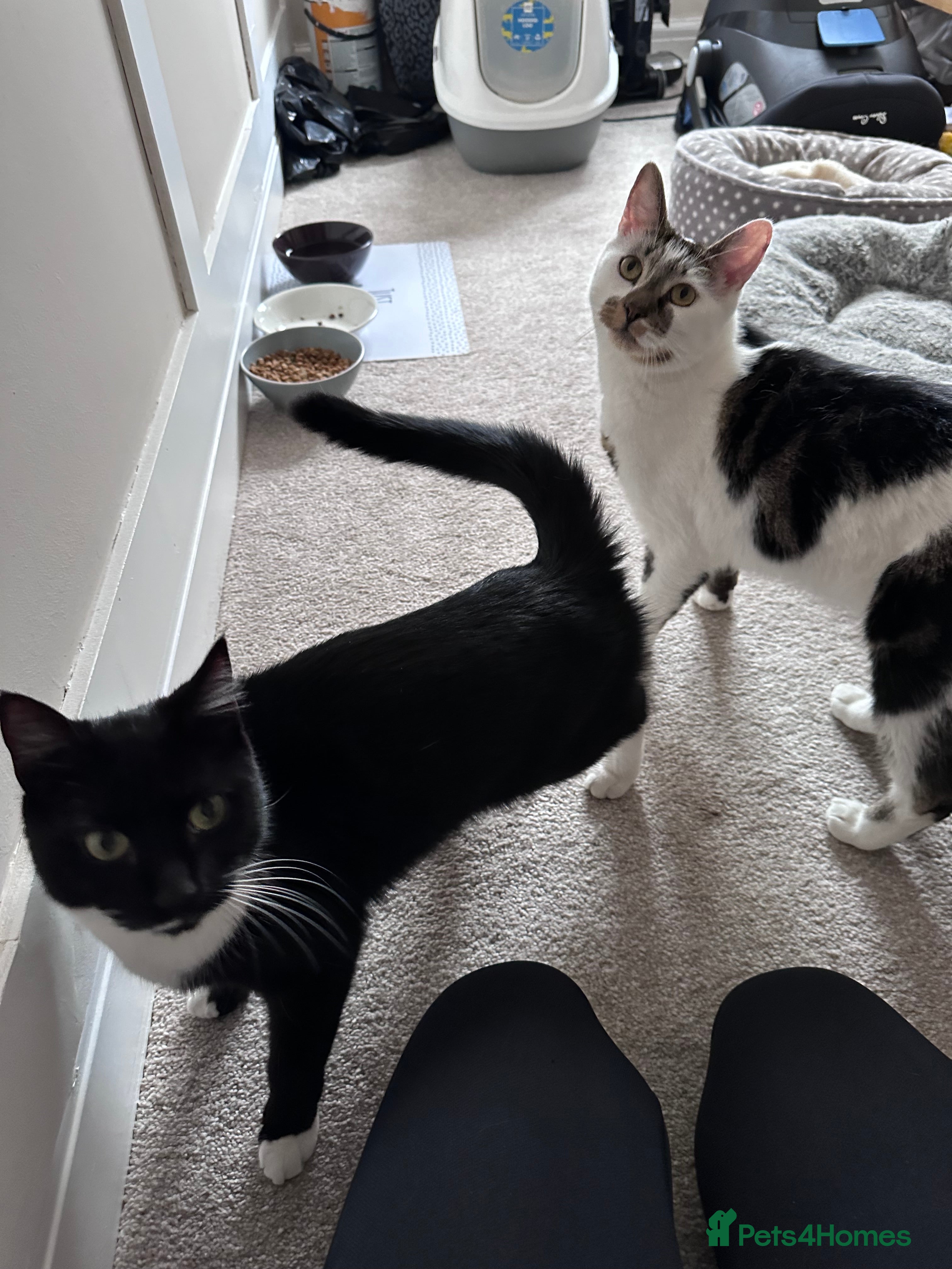 Mixed Breed cats 2 male cats for sale  - Advert 1