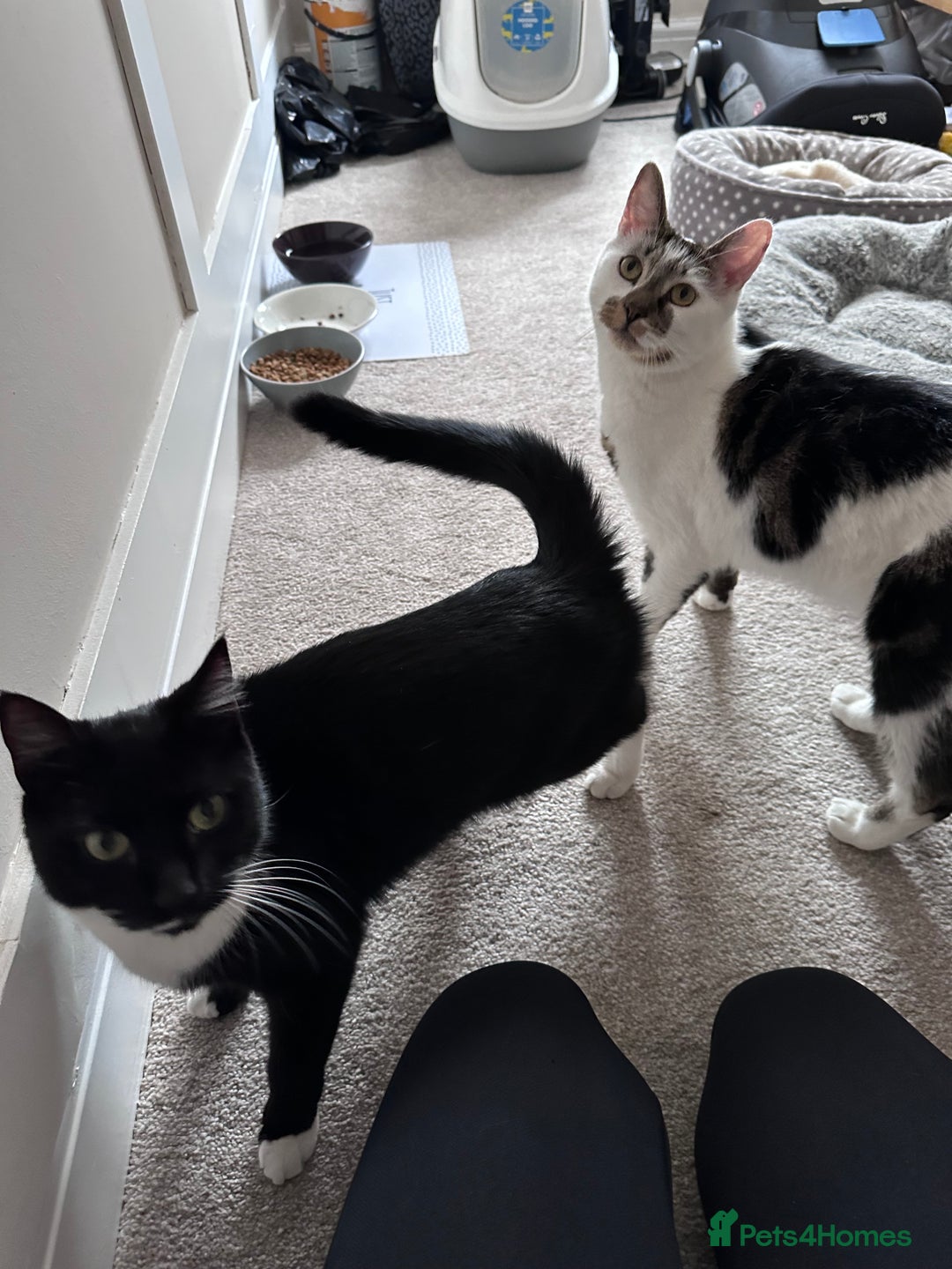 Mixed Breed cats for sale: 2 male cats for sale  - Advert 1