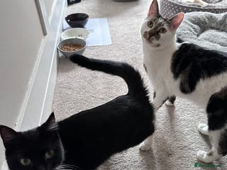 Mixed Breed cats 2 male cats for sale - Advert 3