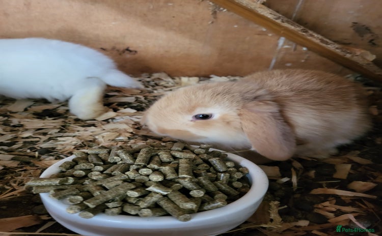 Mini Lop rabbits - Advert 17