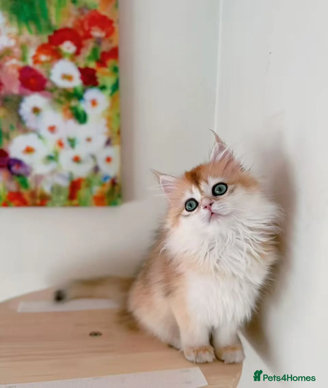 British Longhair cats for sale: Stunning Golden British Longhair Kittens - Advert 16