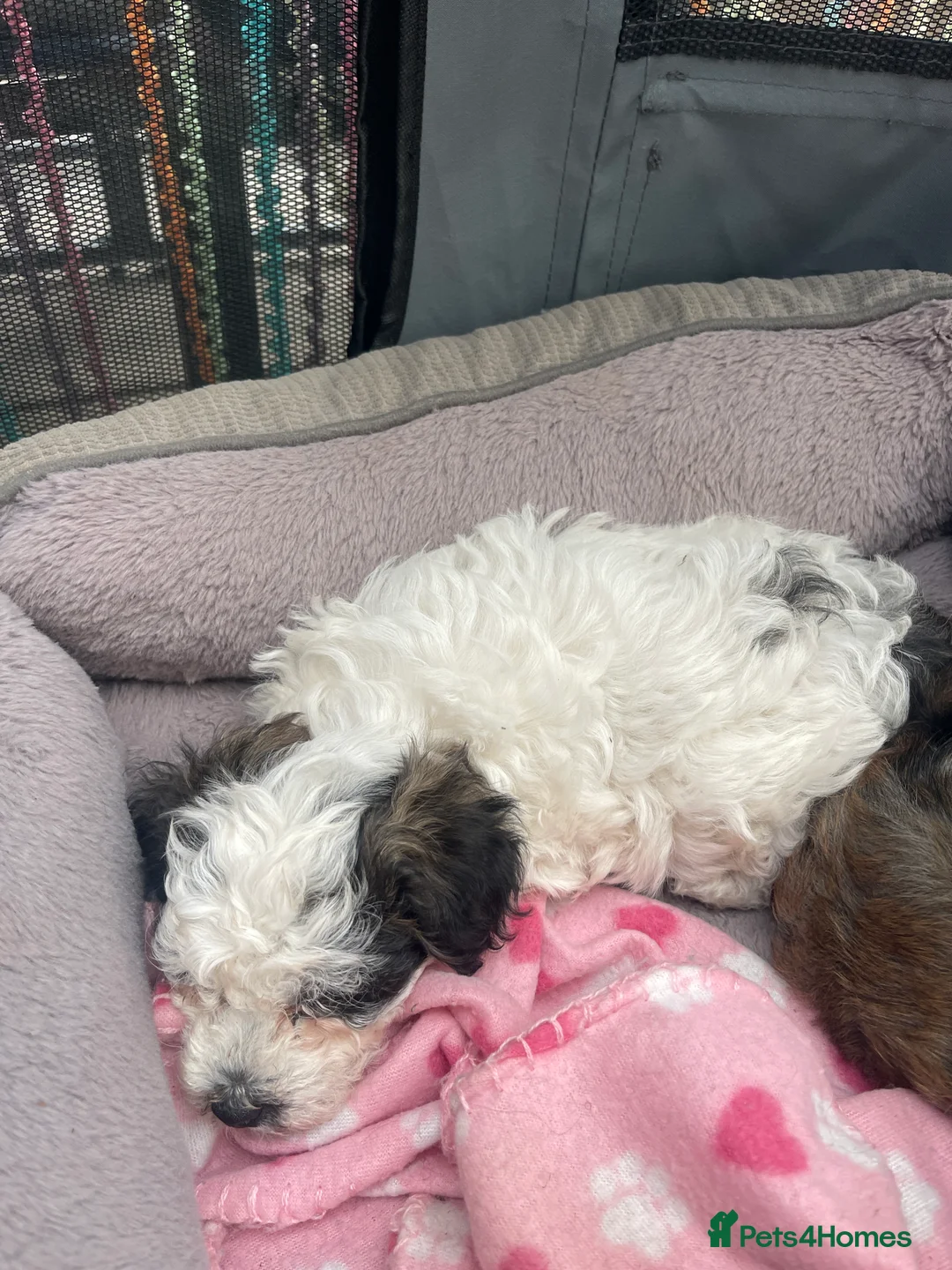 Bichon Frise dogs for sale: Bichon Puppyes - Advert 2