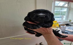 Cocker Spaniel dogs for sale: LAST BOY REMAINING REDUCED kc reg! Cocker spaniel - Image 17