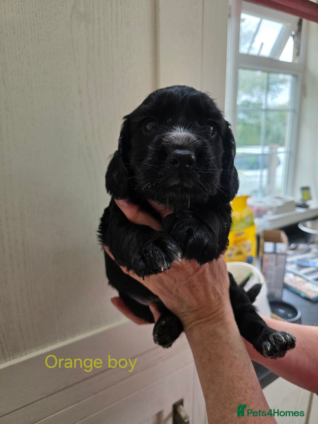 Cocker Spaniel dogs for sale: LAST BOY REMAINING REDUCED kc reg! Cocker spaniel - Image 17