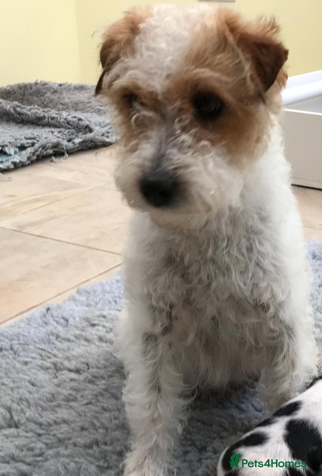 Mixed Breed dogs for sale: Beautiful Cocker cross Jack Russell puppies  - Advert 1
