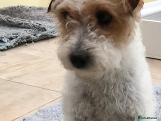 Mixed Breed dogs Beautiful Cocker cross Jack Russell puppies - Advert 12