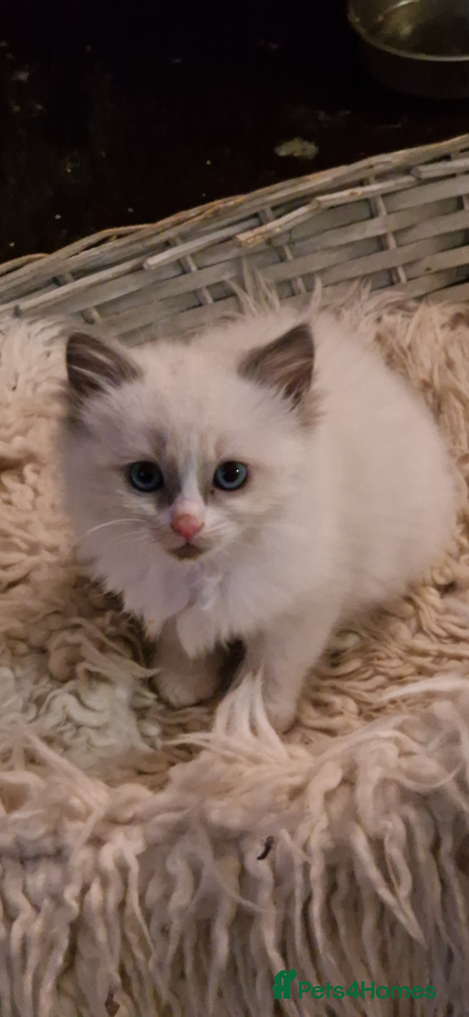 Ragdoll cats Pure Bred Ragdolls - Advert 15