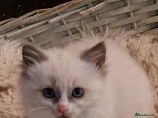 Ragdoll cats Pure Bred Ragdolls - Advert 7