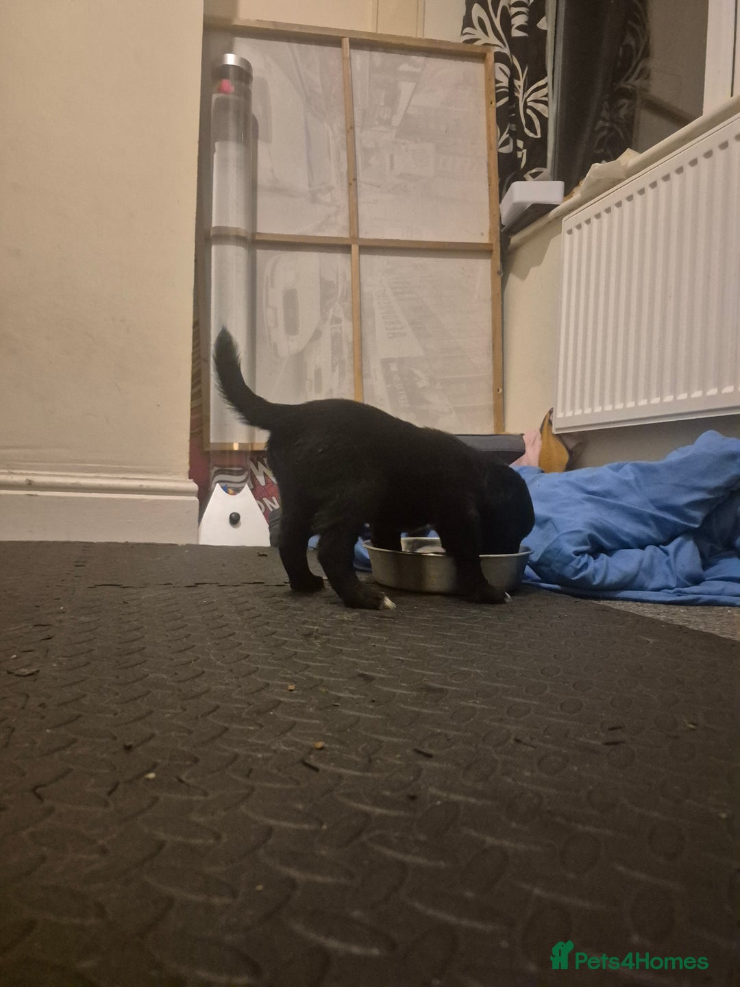 Mixed Breed dogs for sale: Mixed breed puppies for sale  - Advert 24