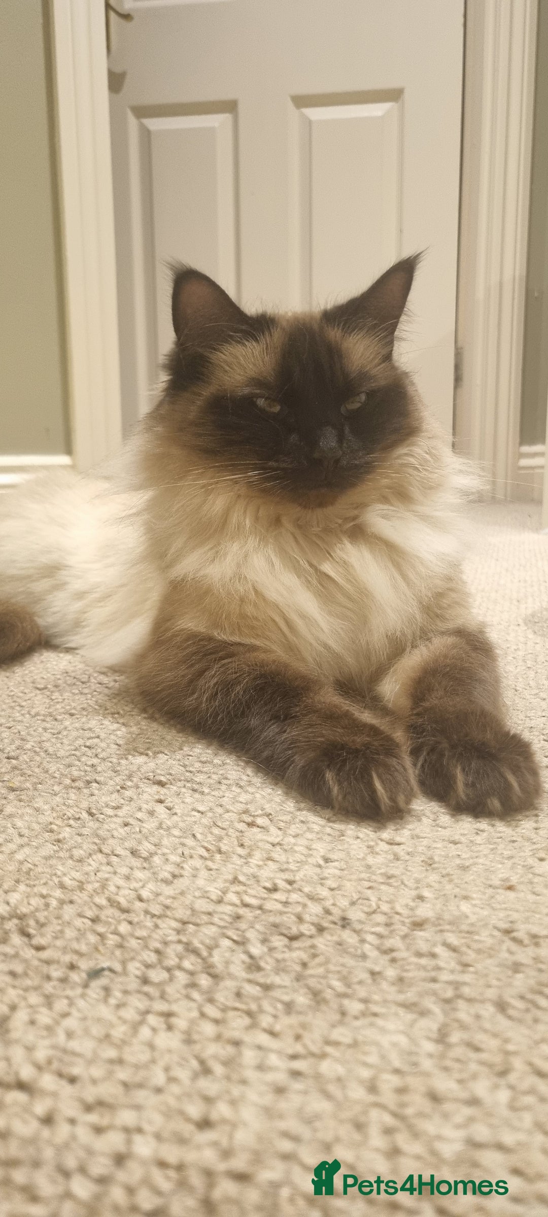 Ragdoll cats for sale: Gorgeous Ragdoll cross kittens  - Image 11