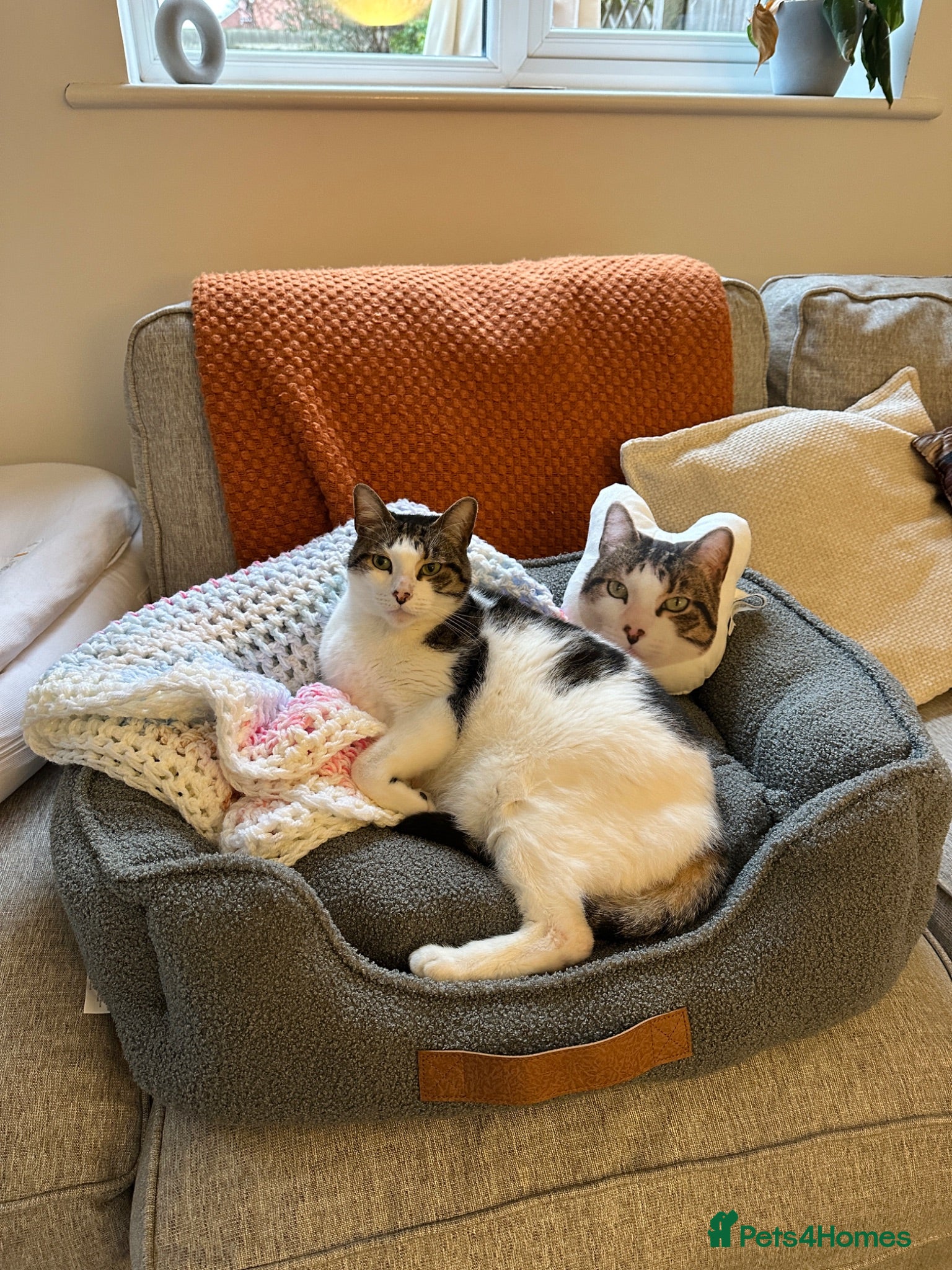 Mixed Breed cats Milo  - Advert 4