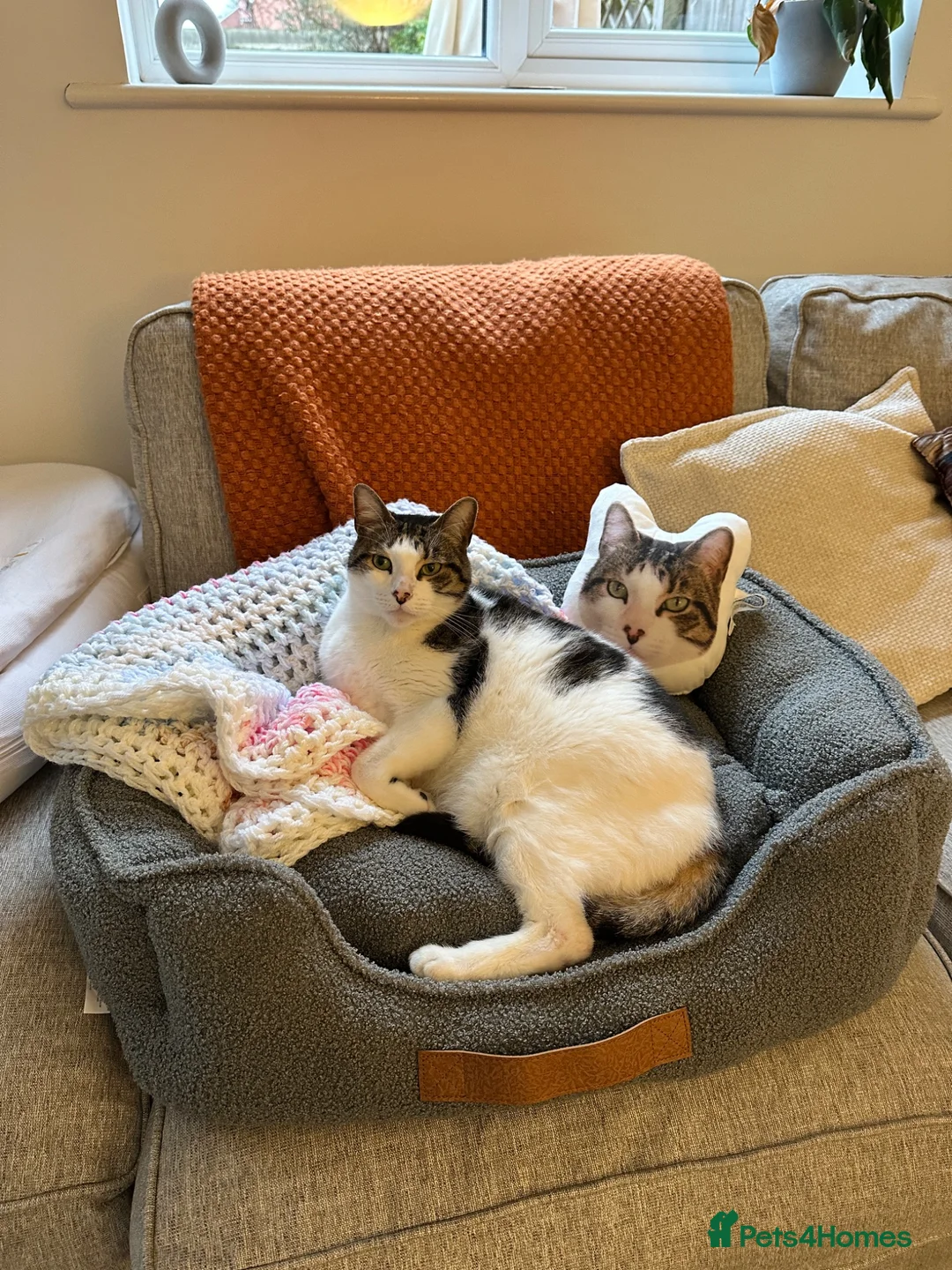 Mixed Breed cats for sale: Milo  - Advert 1