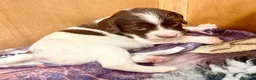 English Springer Spaniel dogs for sale: Pedigree springer spaniel Puppies - Advert 25
