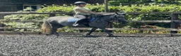 New Forest horses for sale: Fun family pony prospect  - Advert 3