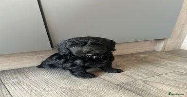 Cockapoo dogs - Advert 6