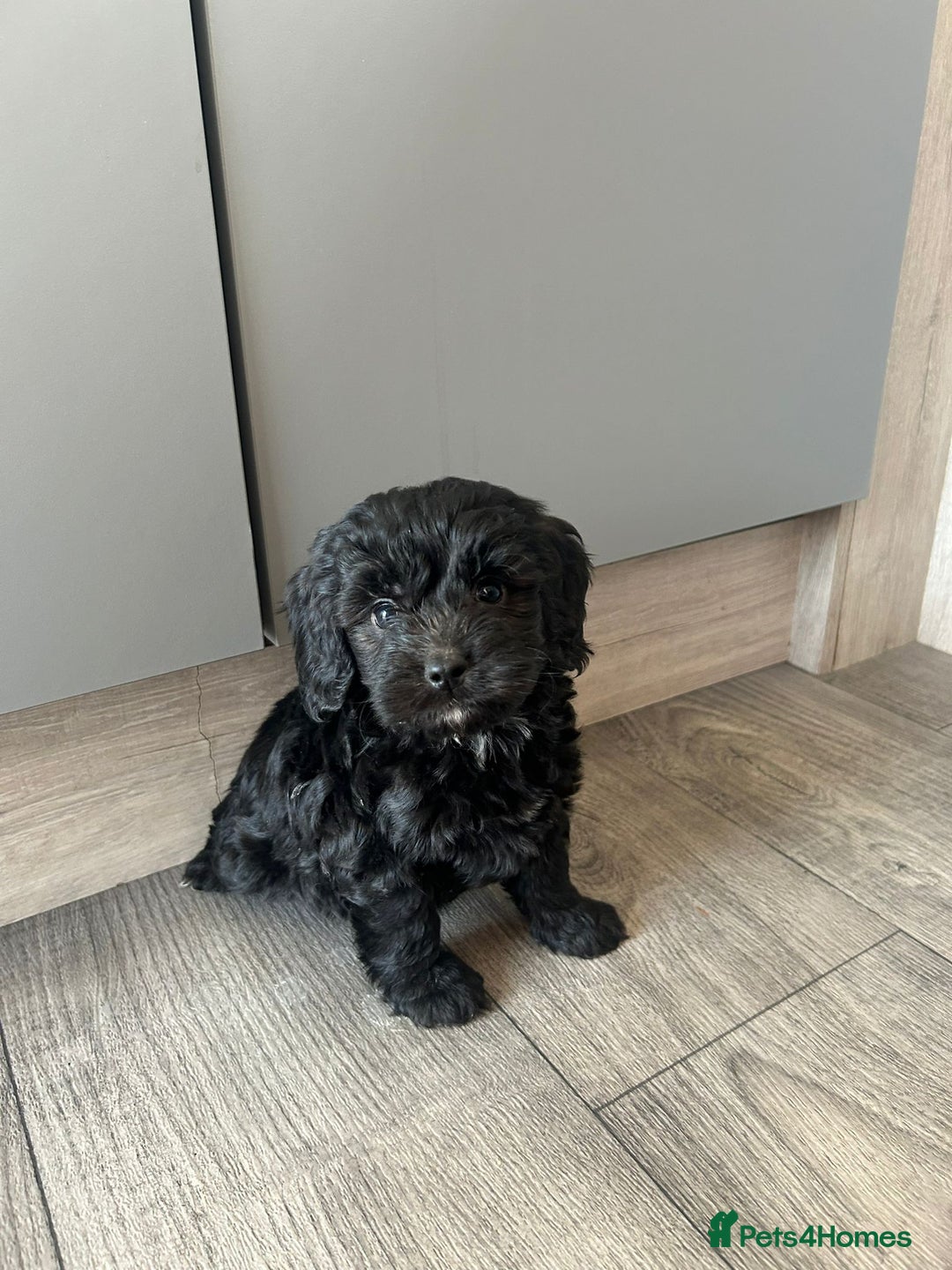 Cockapoo dogs for sale: F1 cockapoo puppies 5 boys  - Image 8