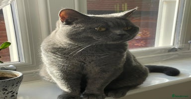 British Shorthair cats in Birmingham - Advert 6