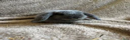 Mini Lop rabbits for sale: Pure breed mini lops  in Bangor - Advert 7
