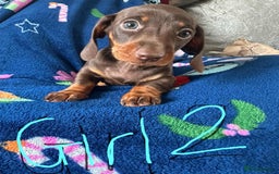 Dachshund dogs for sale: Puppies for sale - Image 5