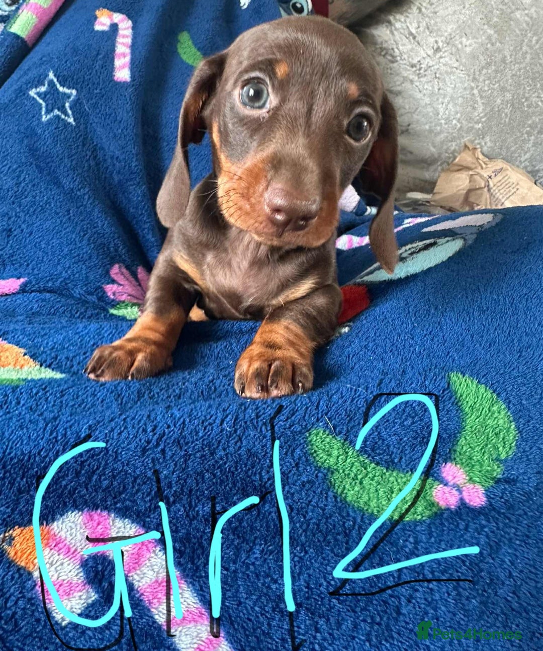 Dachshund dogs for sale: Puppies for sale - Image 5