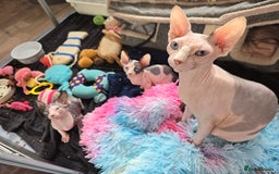 Sphynx cats for sale: Blue Eyes sphynx kittens GCCF and TICA  - Image 16